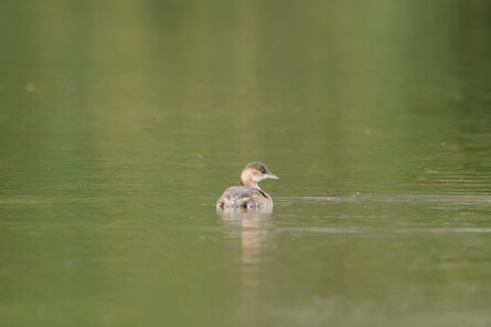 Thumbnail of Little Grebe